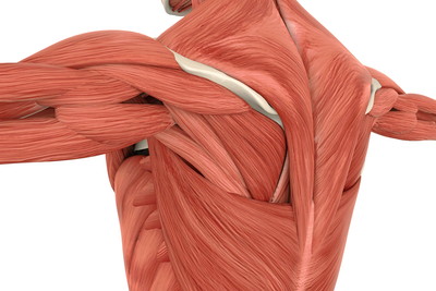 人間の筋膜